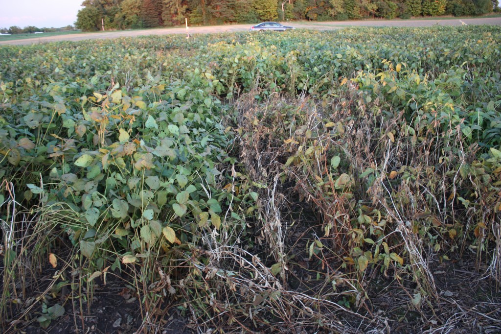 White mold developing in a soybean field.