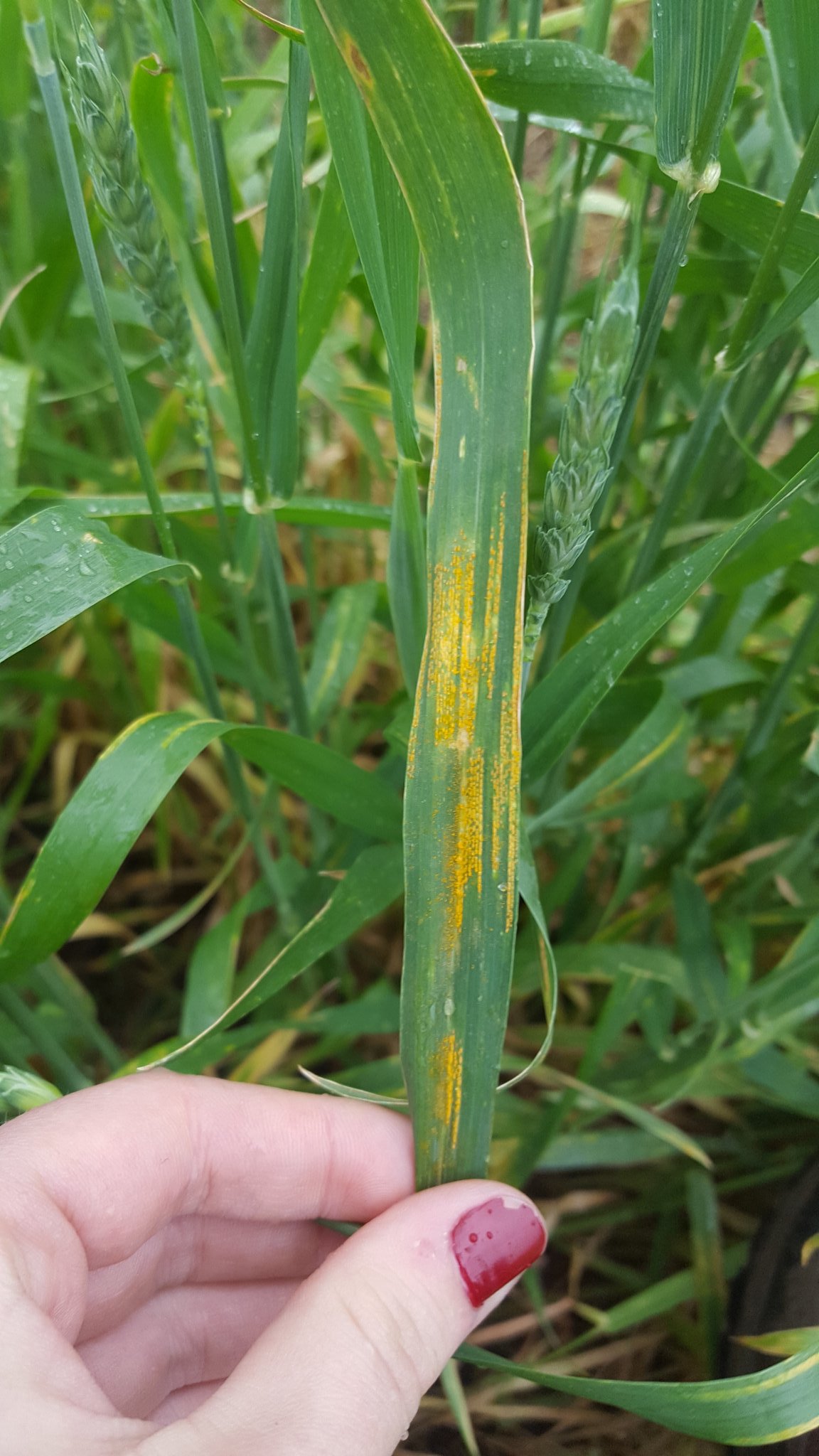 Wheat Stripe Rust Symptoms.