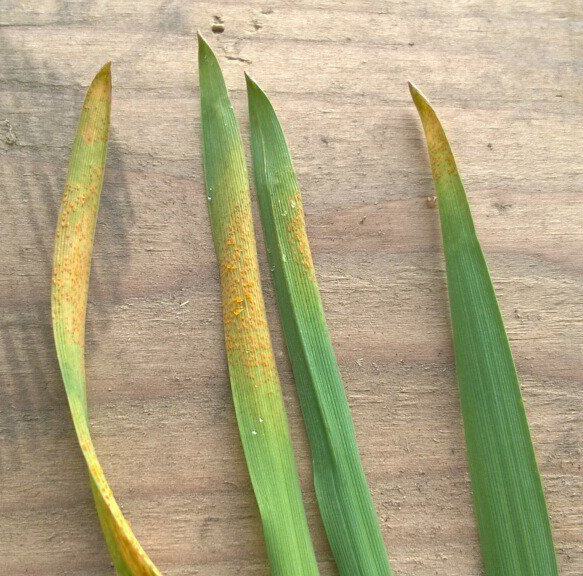 Wheat Stripe Rust Symptoms.