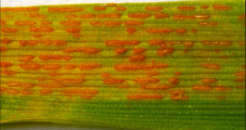 stripe_rust6