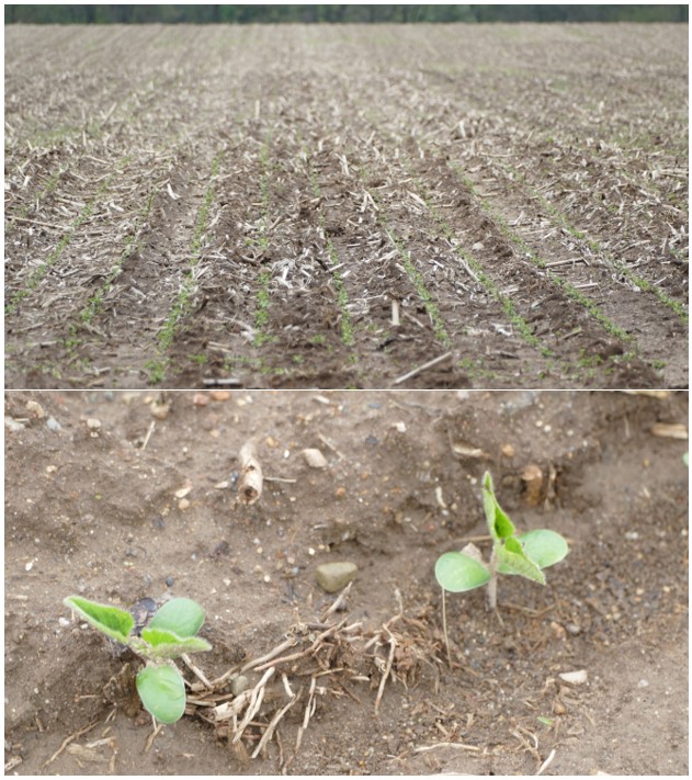 Soybeans in field