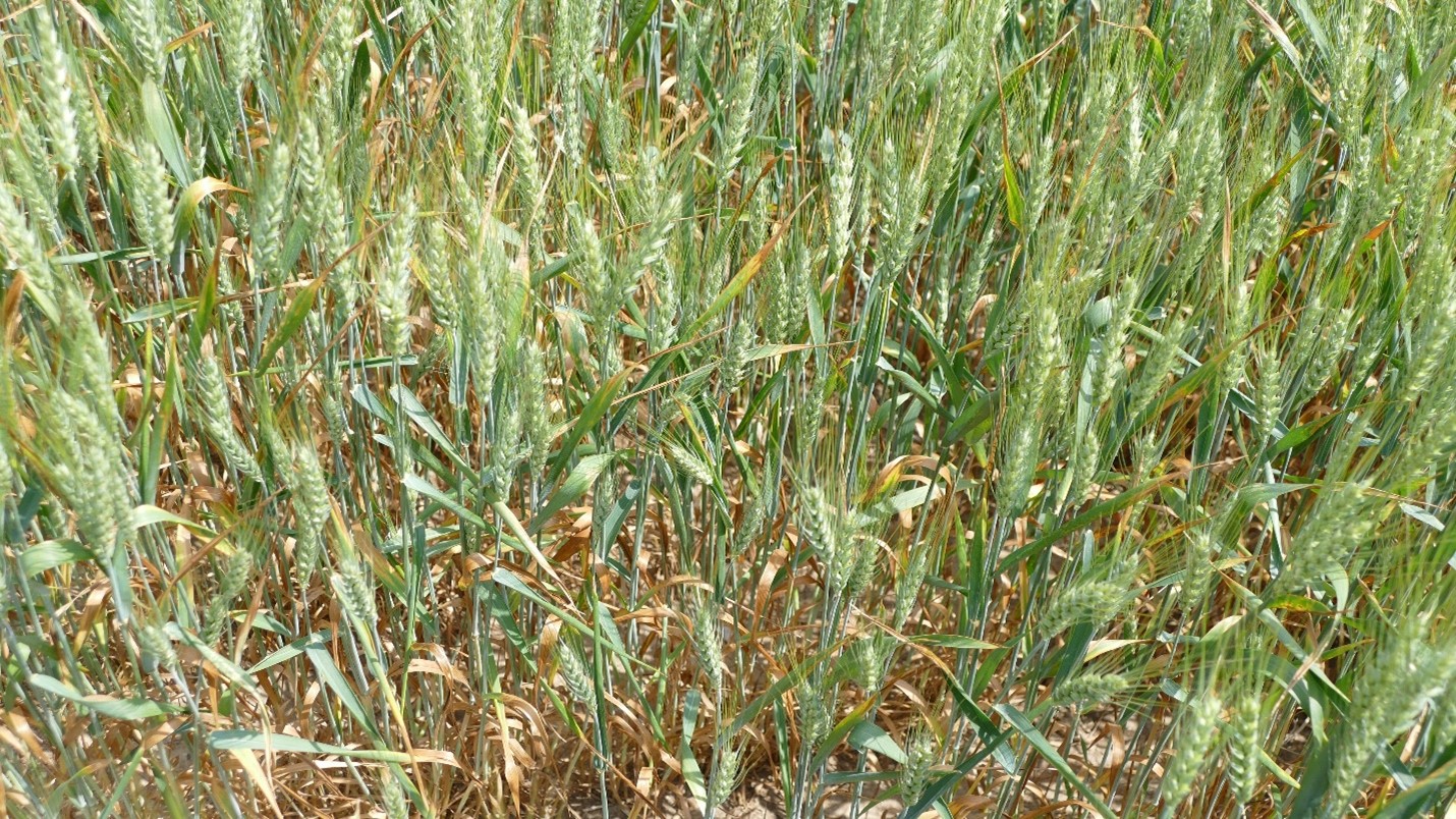 Lower leaves “firing” in drought-stressed wheat.