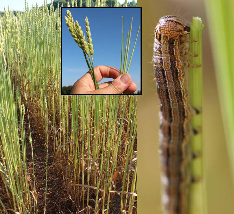 True armyworm damage in a wheat field