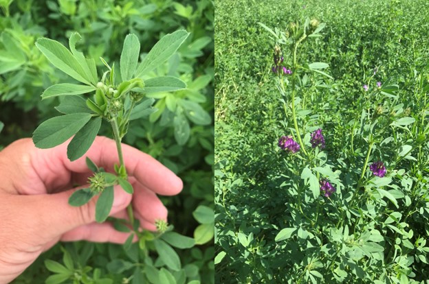 Alfalfa fields