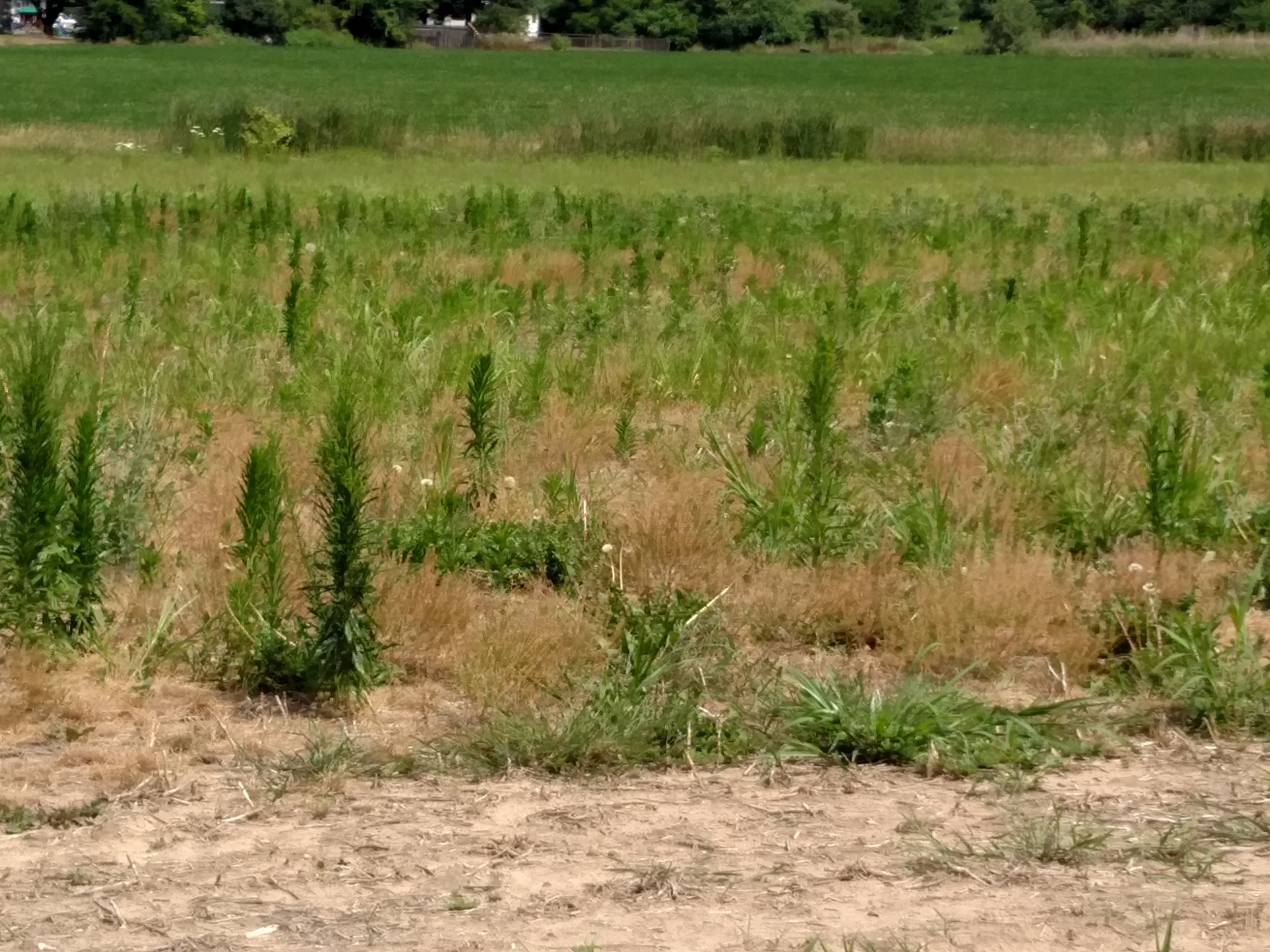 https://www.canr.msu.edu/field_crops/uploads/images/Dundee%20%20fallow%20field-chrisdifonzo.jpg