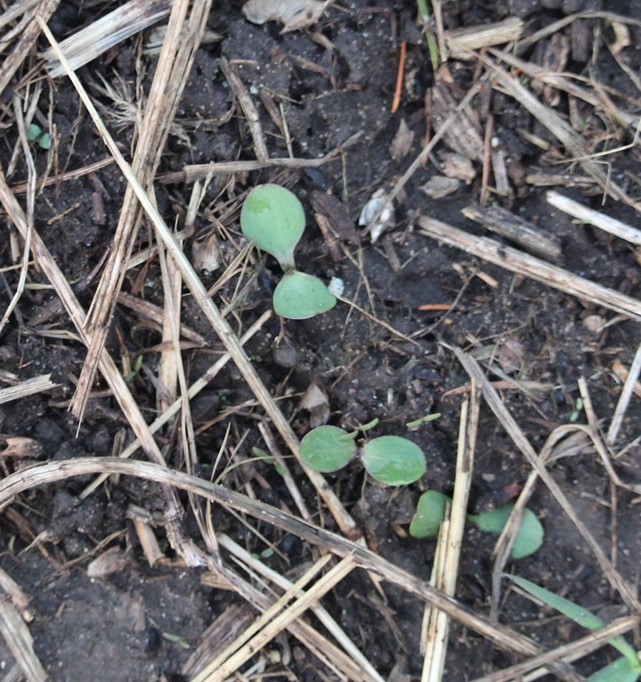 Giant ragweed seedlings