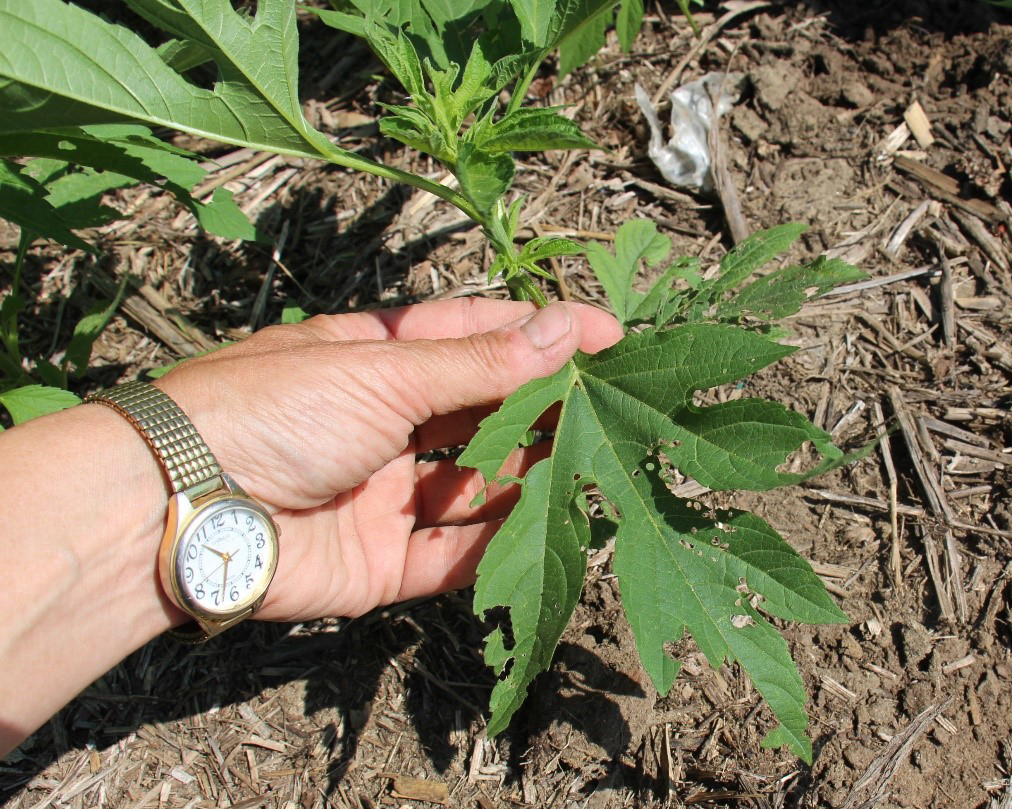 Giant Ragweed