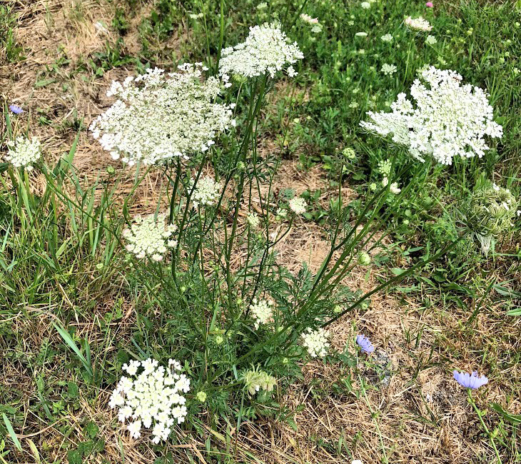 Queen Anne's Lace