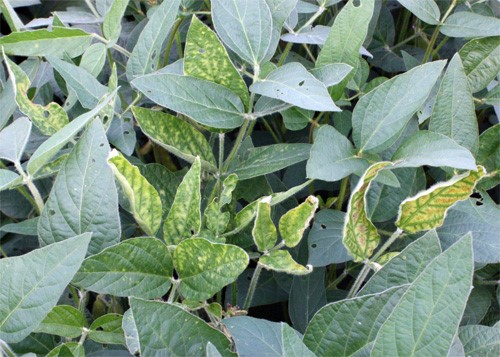 SDSonSoybean