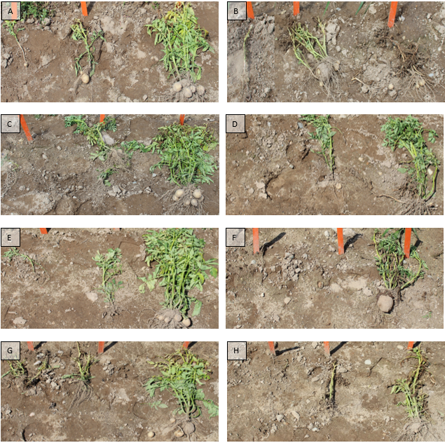 Volunteer potato control 30 days after application