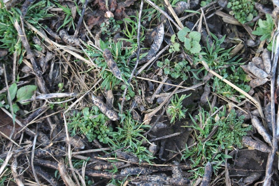 Winter annual weeds