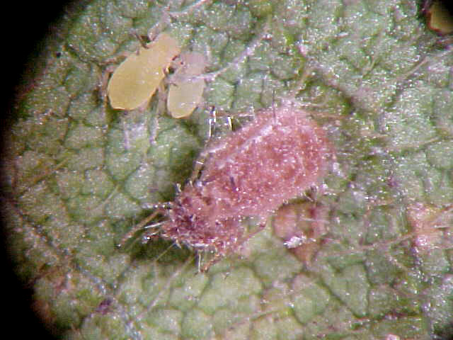 Aphid with fungus