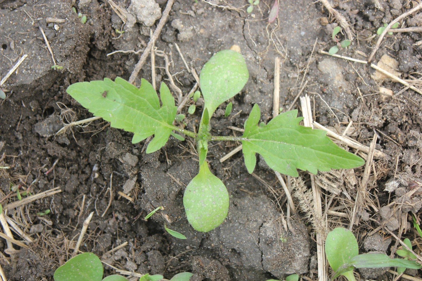 giant ragweed