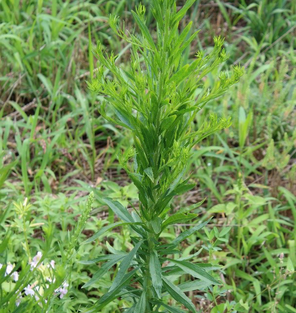 marestail