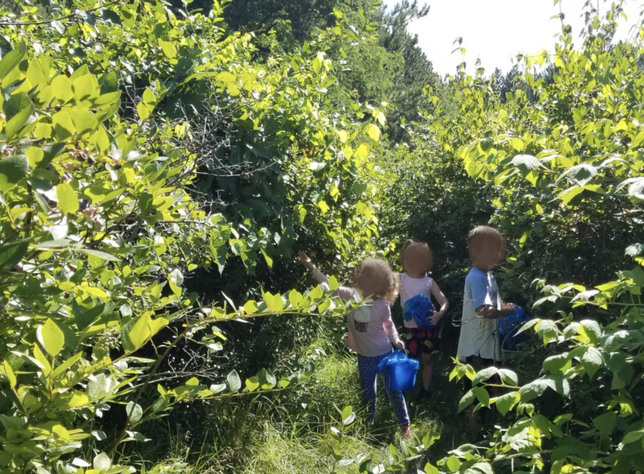 Children picking blueberries in a garden
