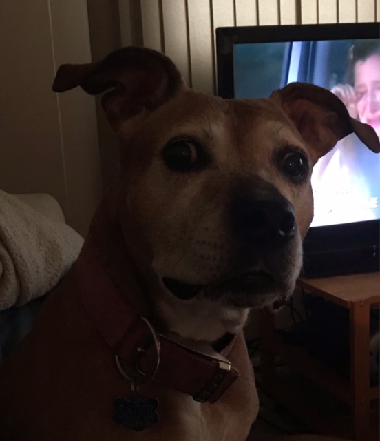 Dog in front of a tv