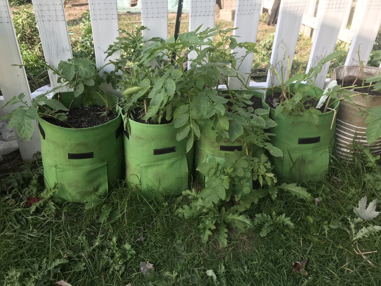 Tomatoes in containers