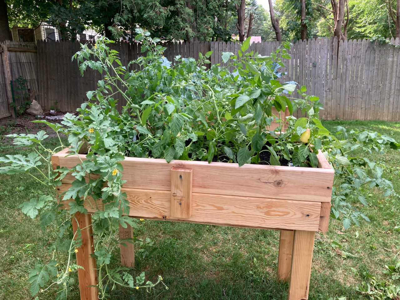 Raised garden bed filled with vegetables