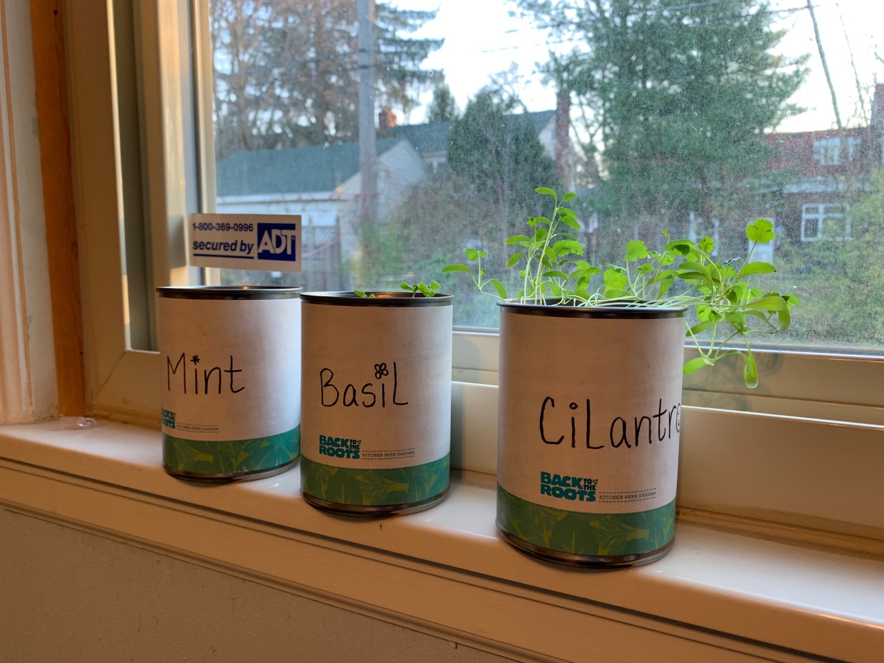 Growing herbs in indoor containers
