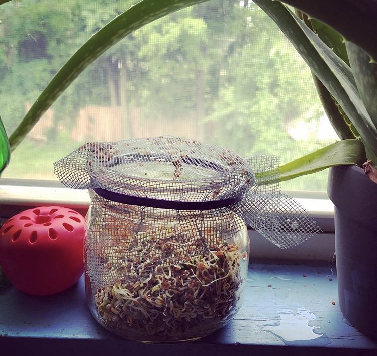 Sprouts growing in a jar by a window