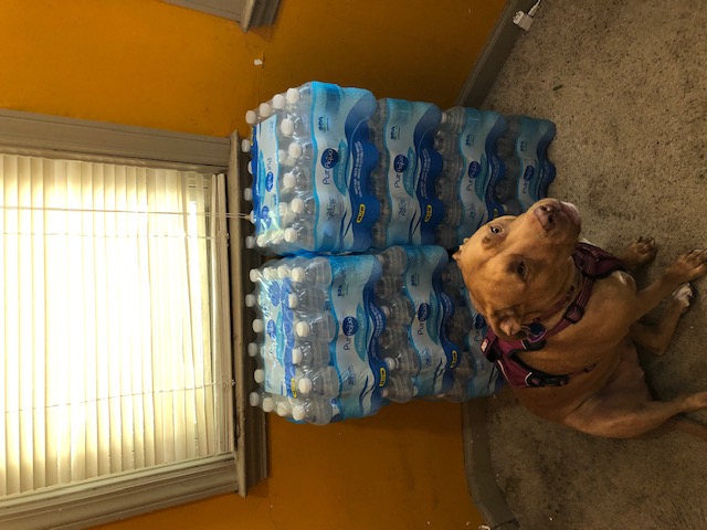 Dog in front of cases of water