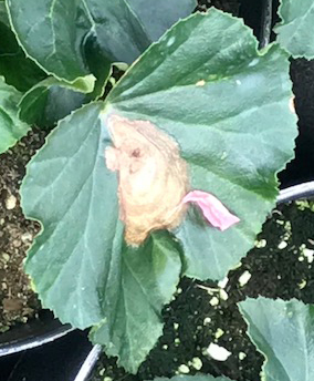 Botrytis infection spot on begonia leaf 