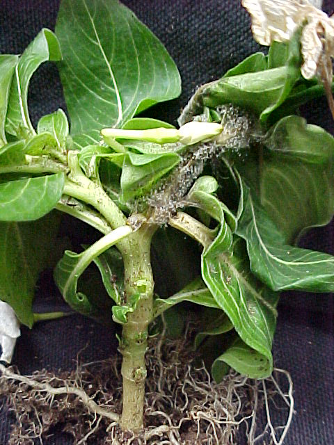 Stem and leaf Botrytis infection on vinca.