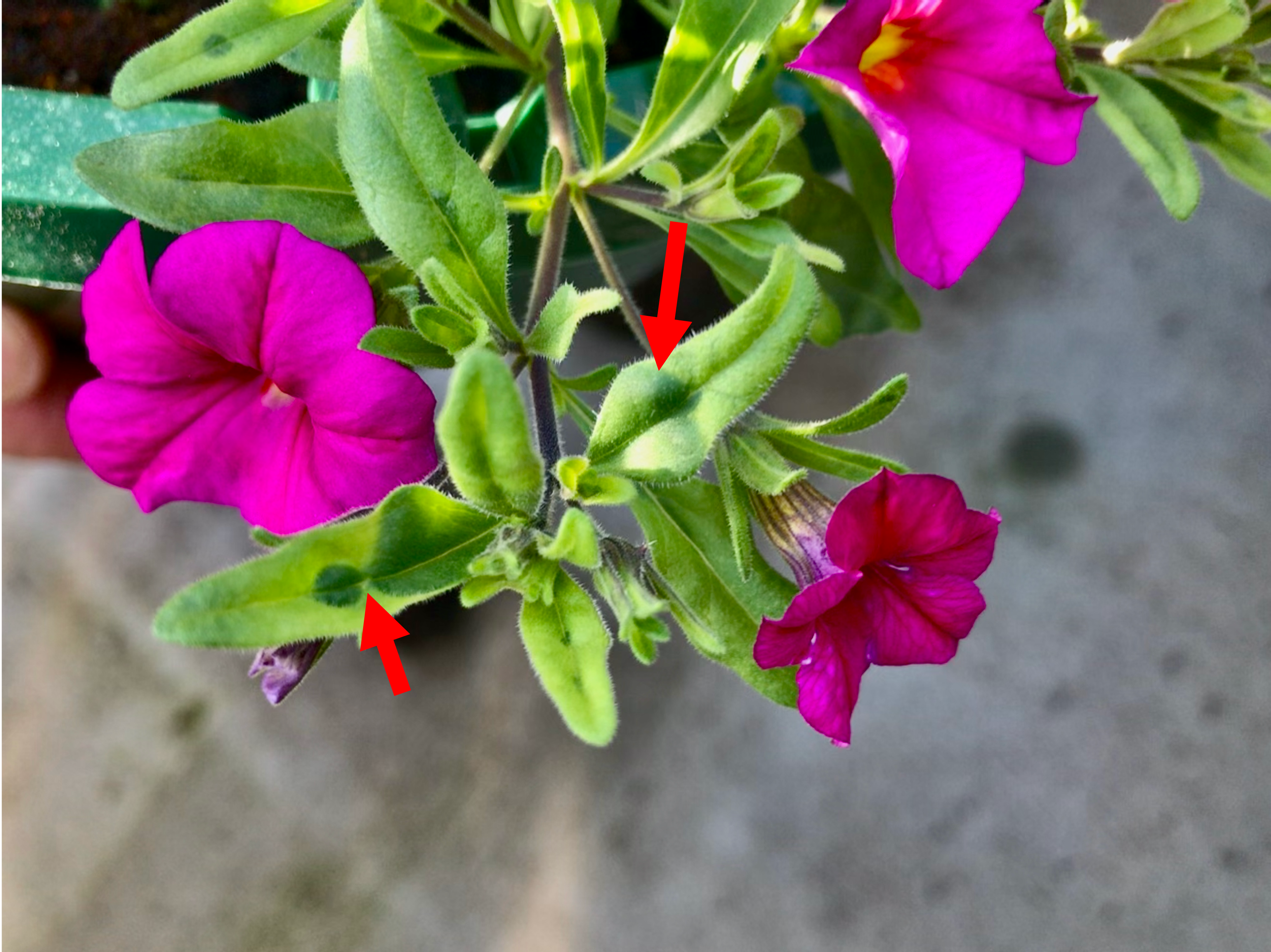 Dark green and yellow mottling on flowers.