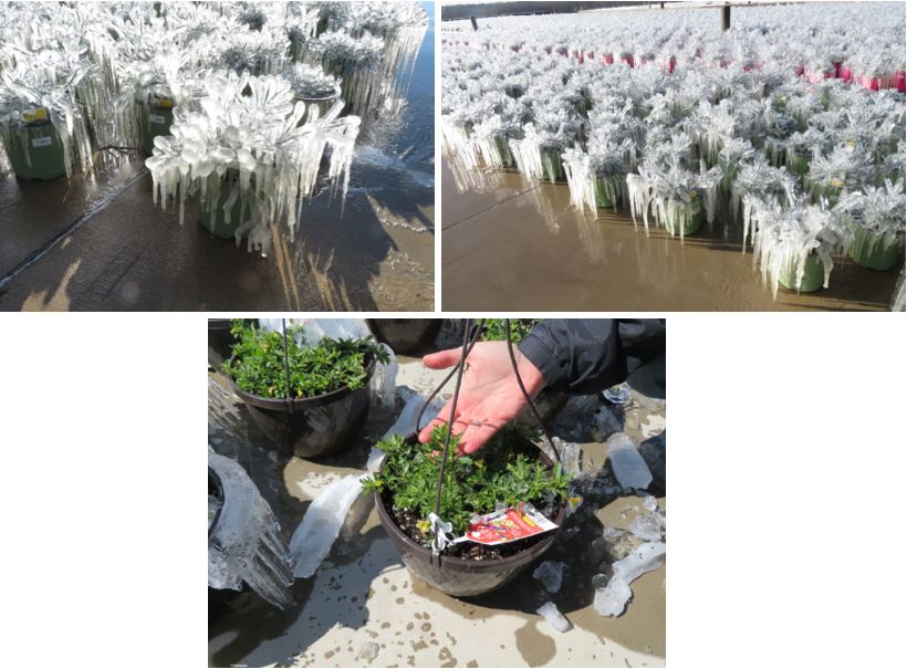 Frozen greenhouse crops