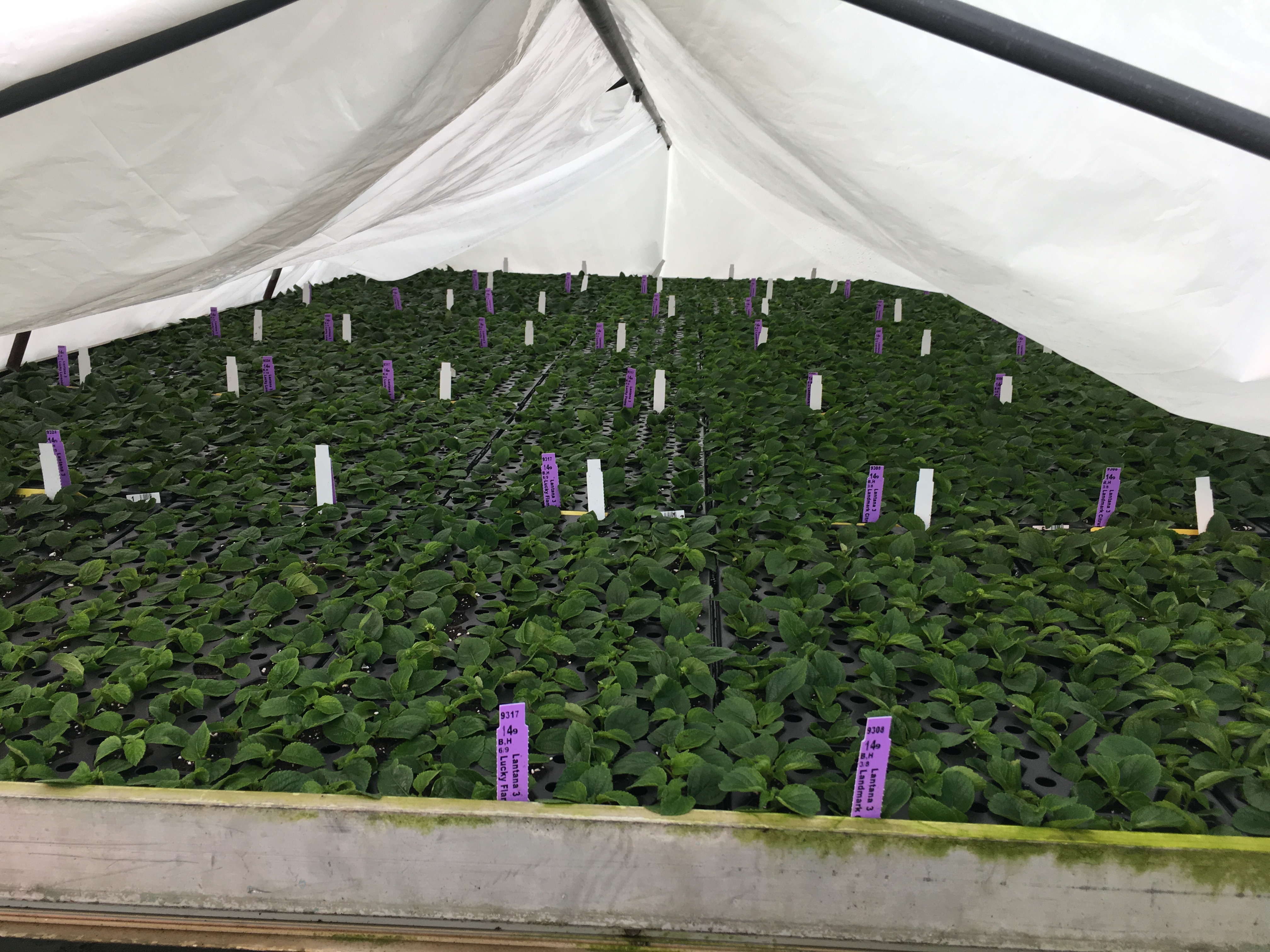 Tent over crops in greenhouse