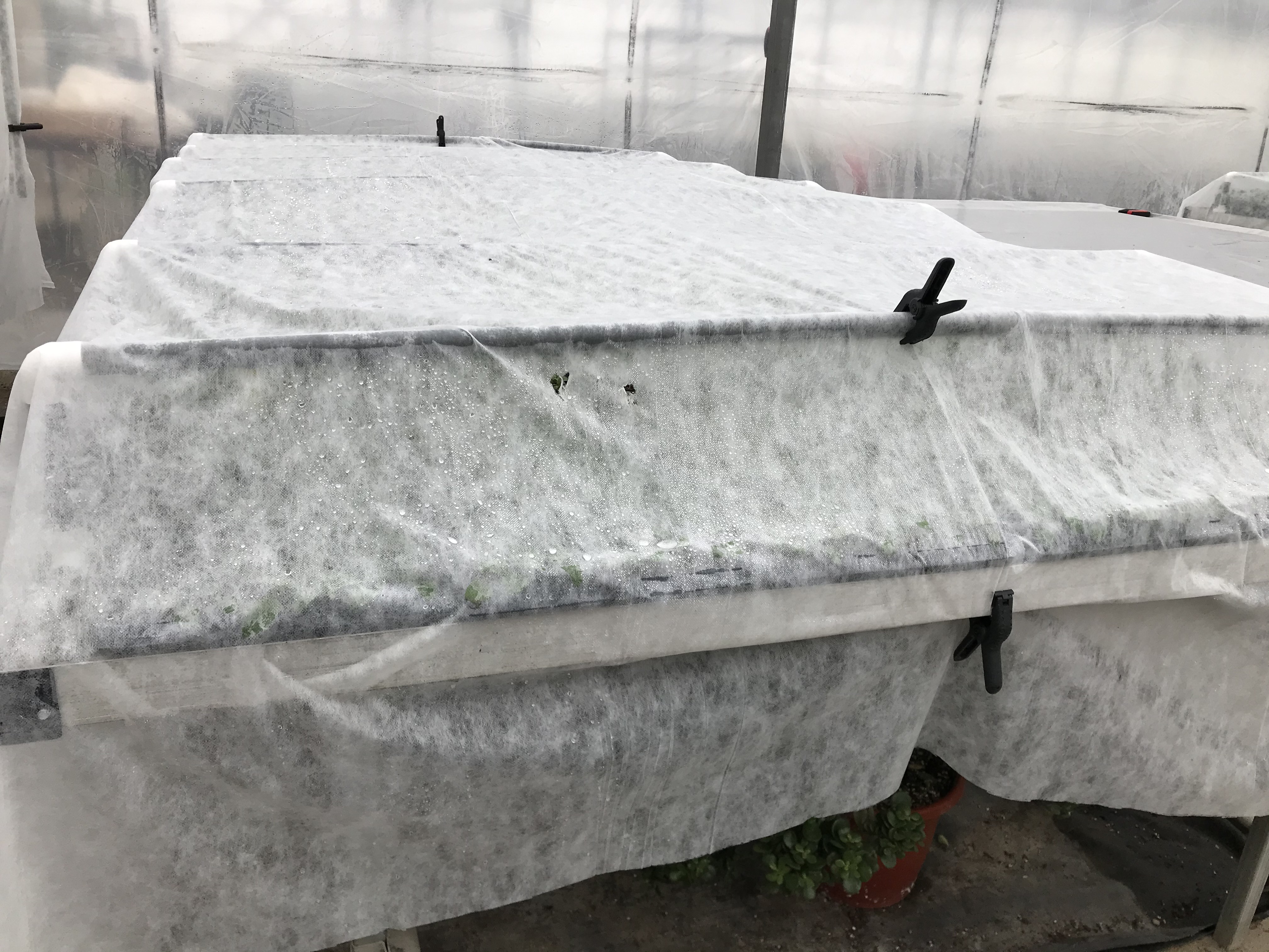 Fabric tent covering crops in a greenhouse