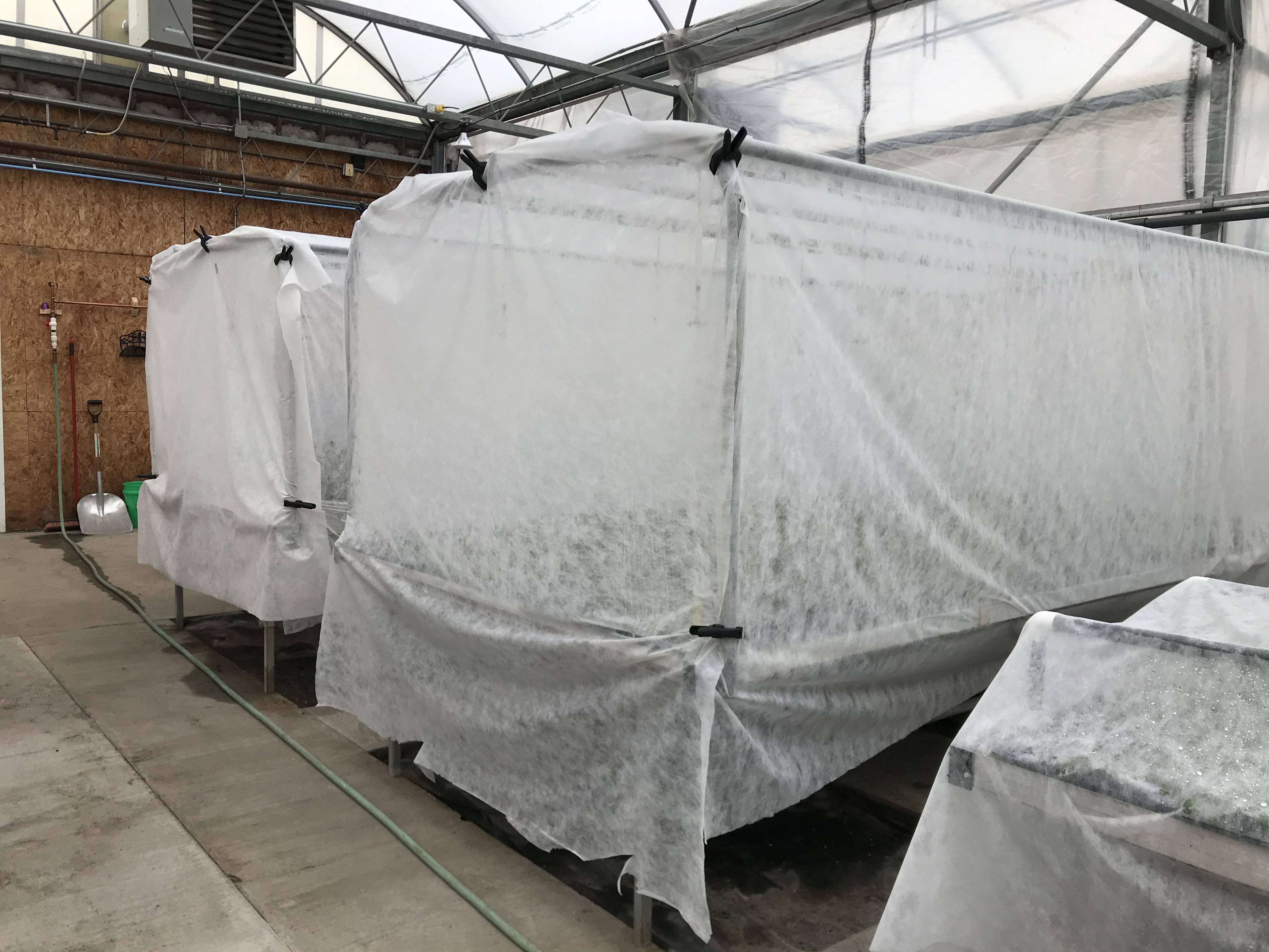 Fabric tent covering crops in a greenhouse
