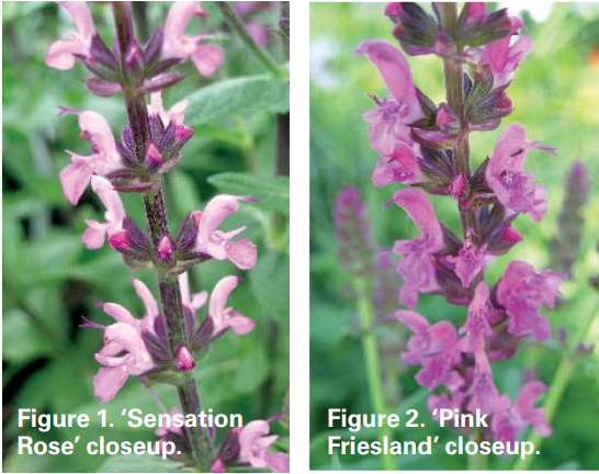 Production tips for top performers: Salvia sylvestris - Floriculture &  Greenhouse Crop Production