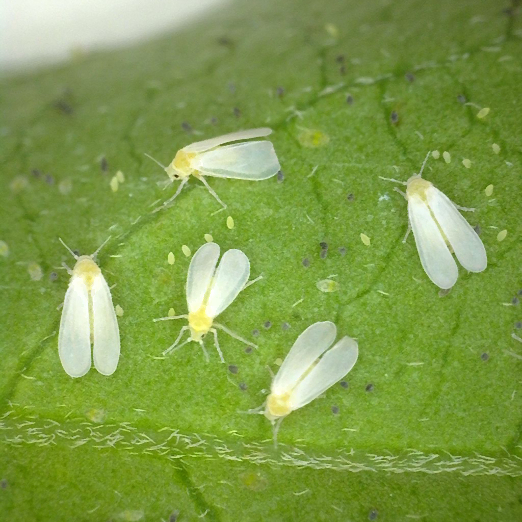 Whiteflies