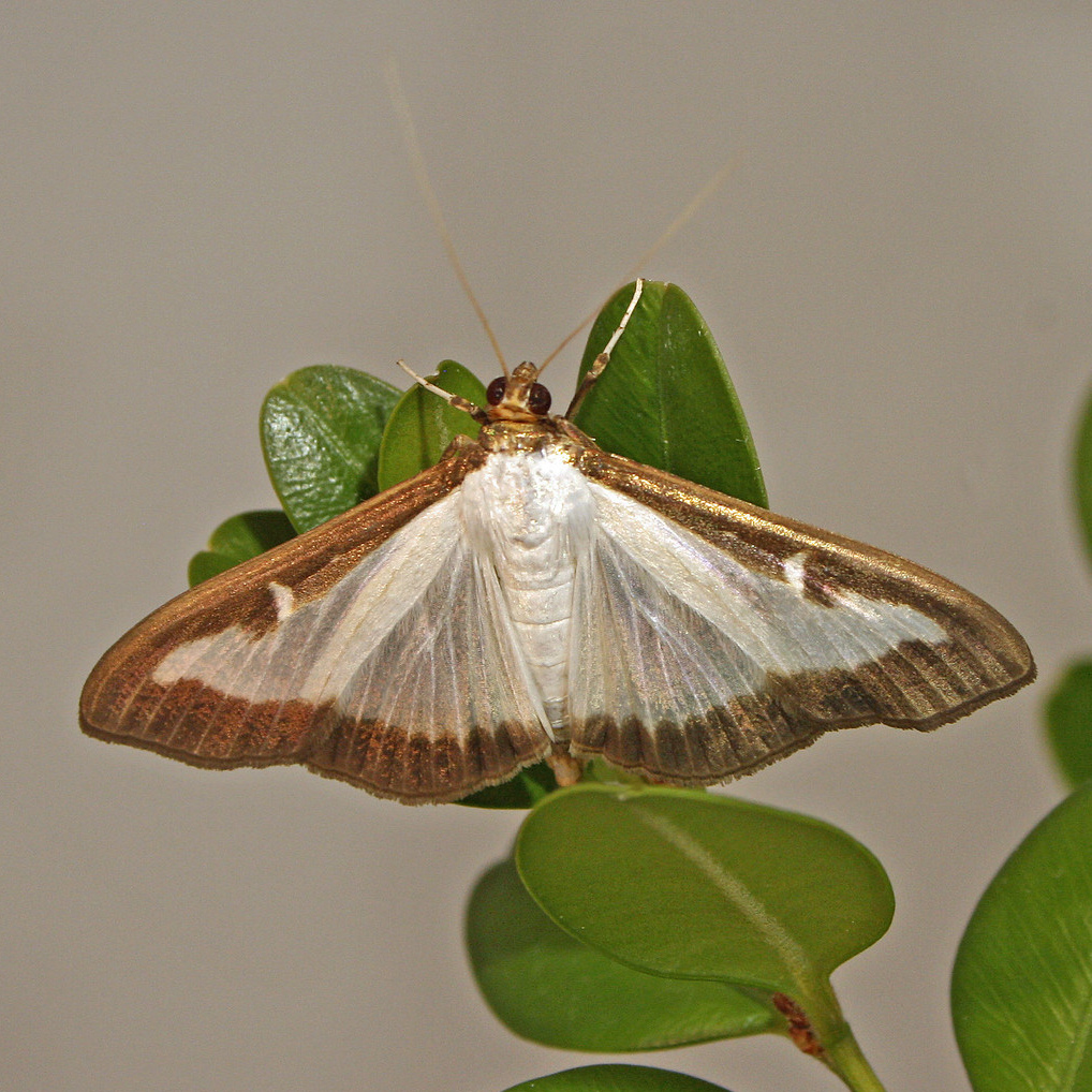 A light colored box tree moth.