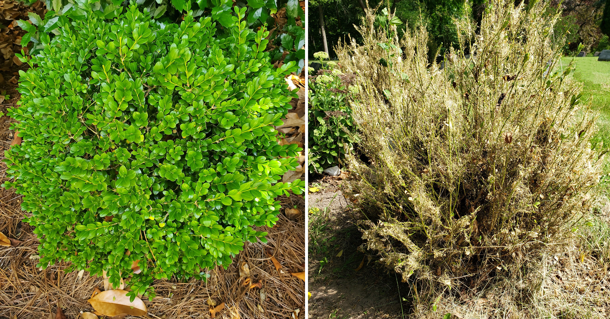 Healthy boxwood on left, infested boxwood with damage on right.