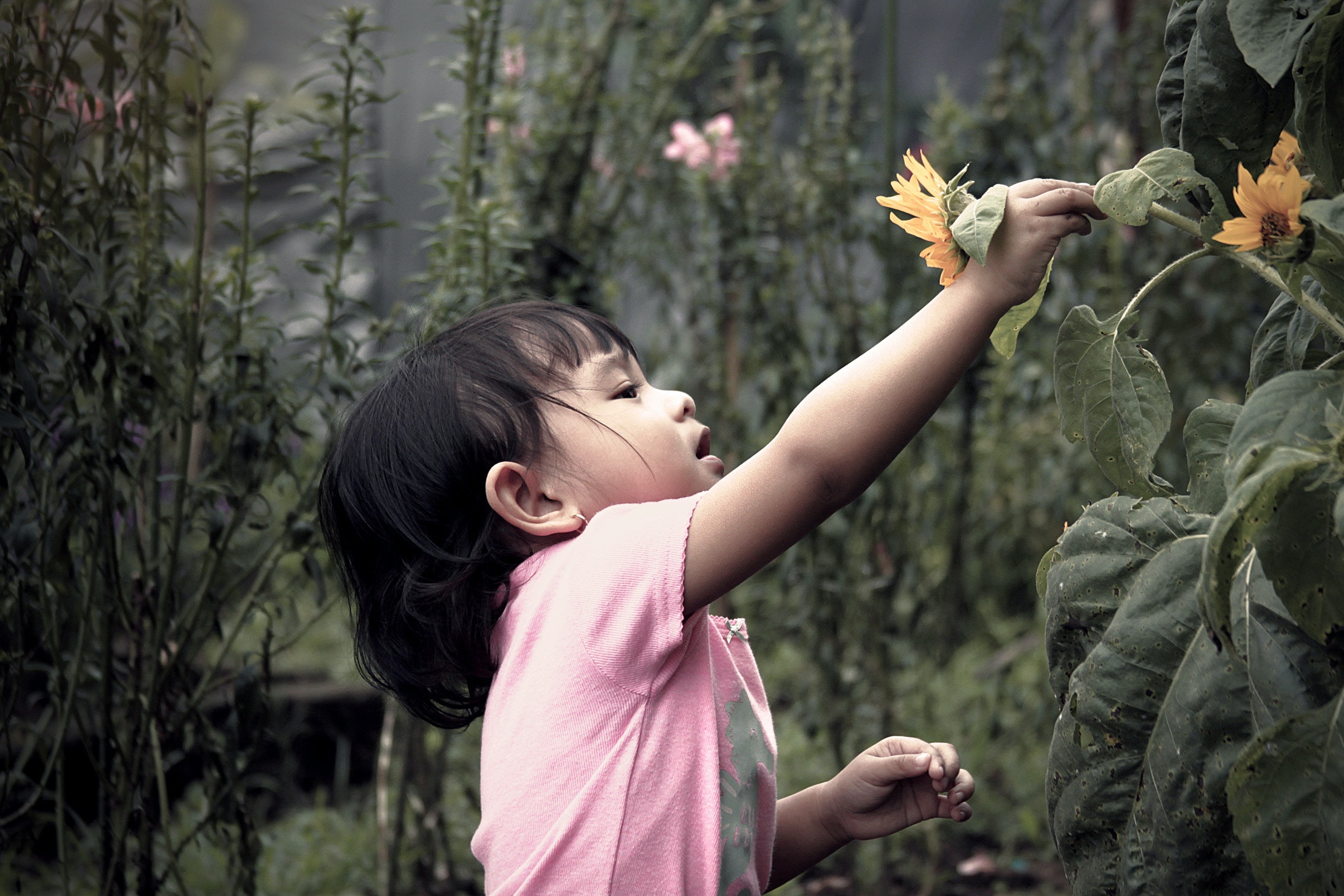 Young child examines a sunflower plant in a garden