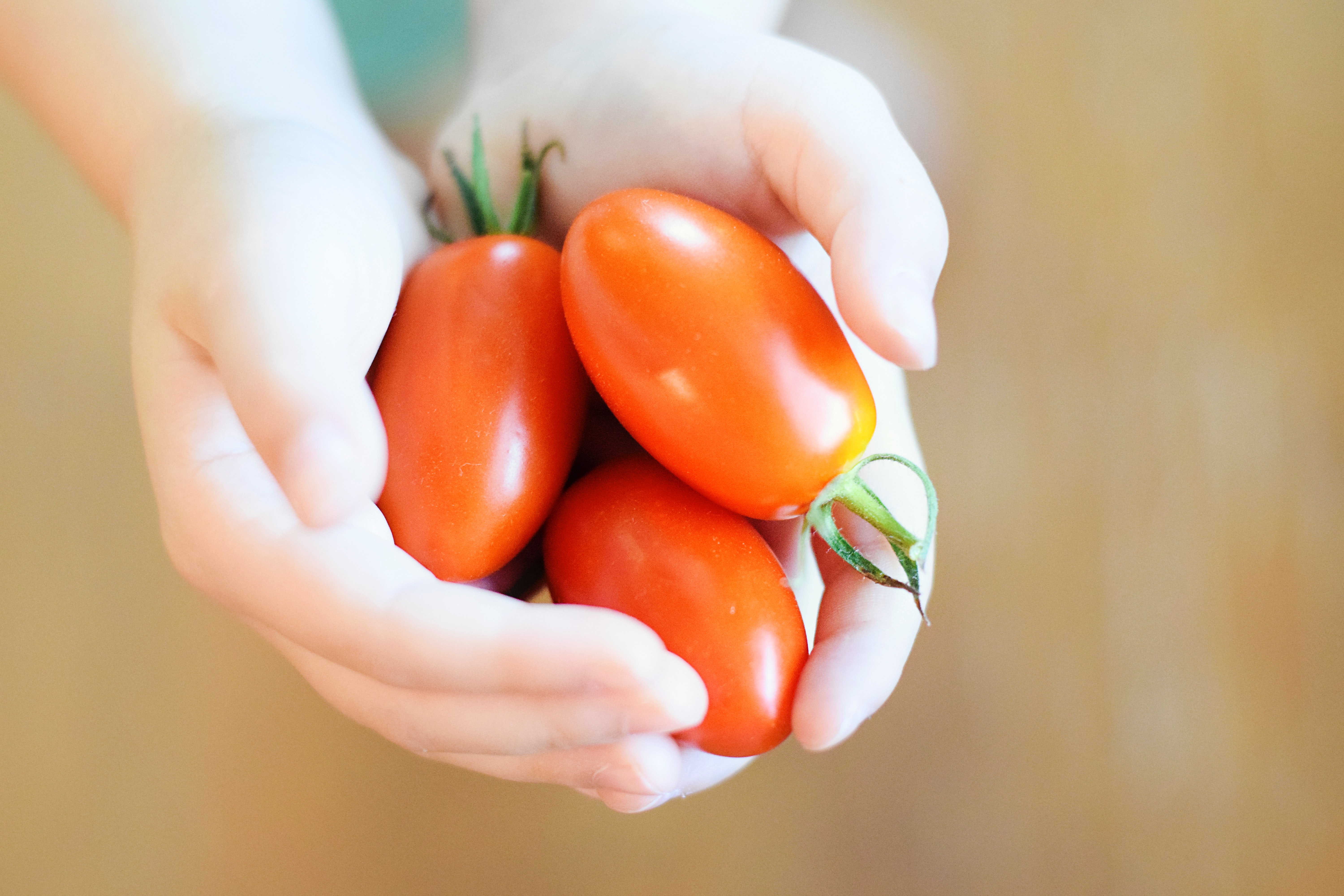 Child holds a handful of tomatoes