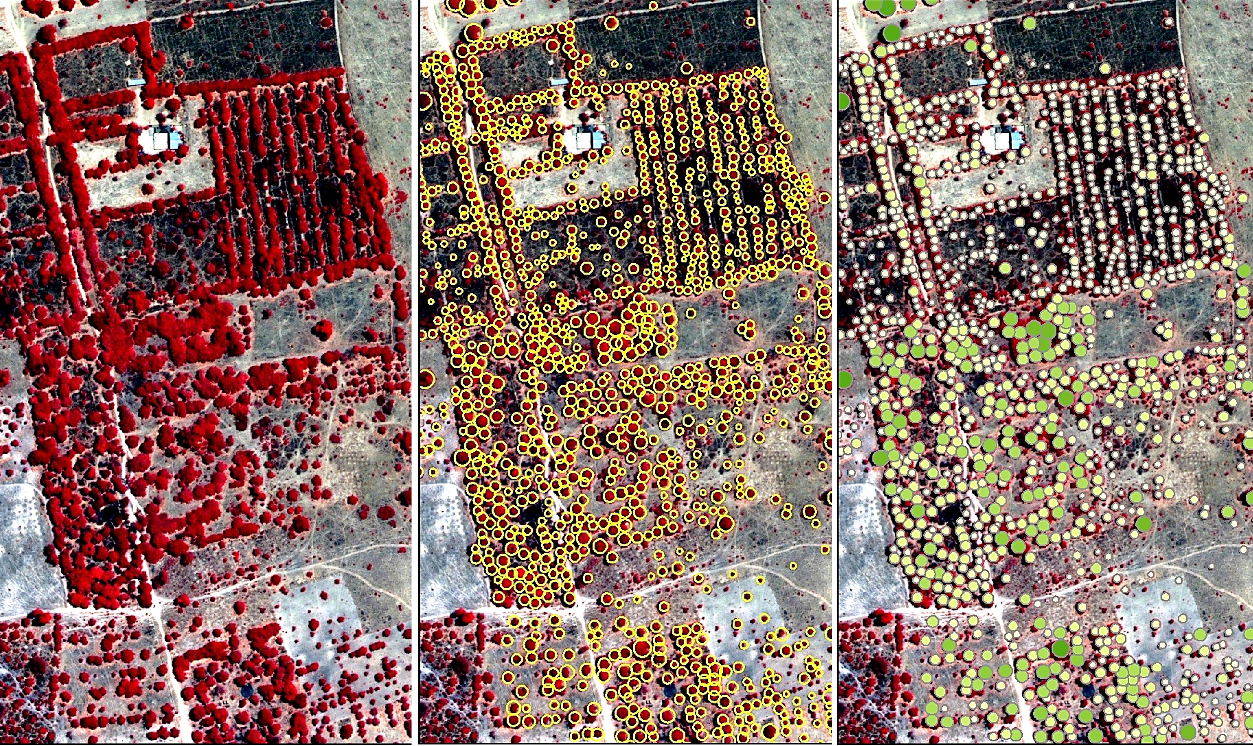 Satellite images of tree systems