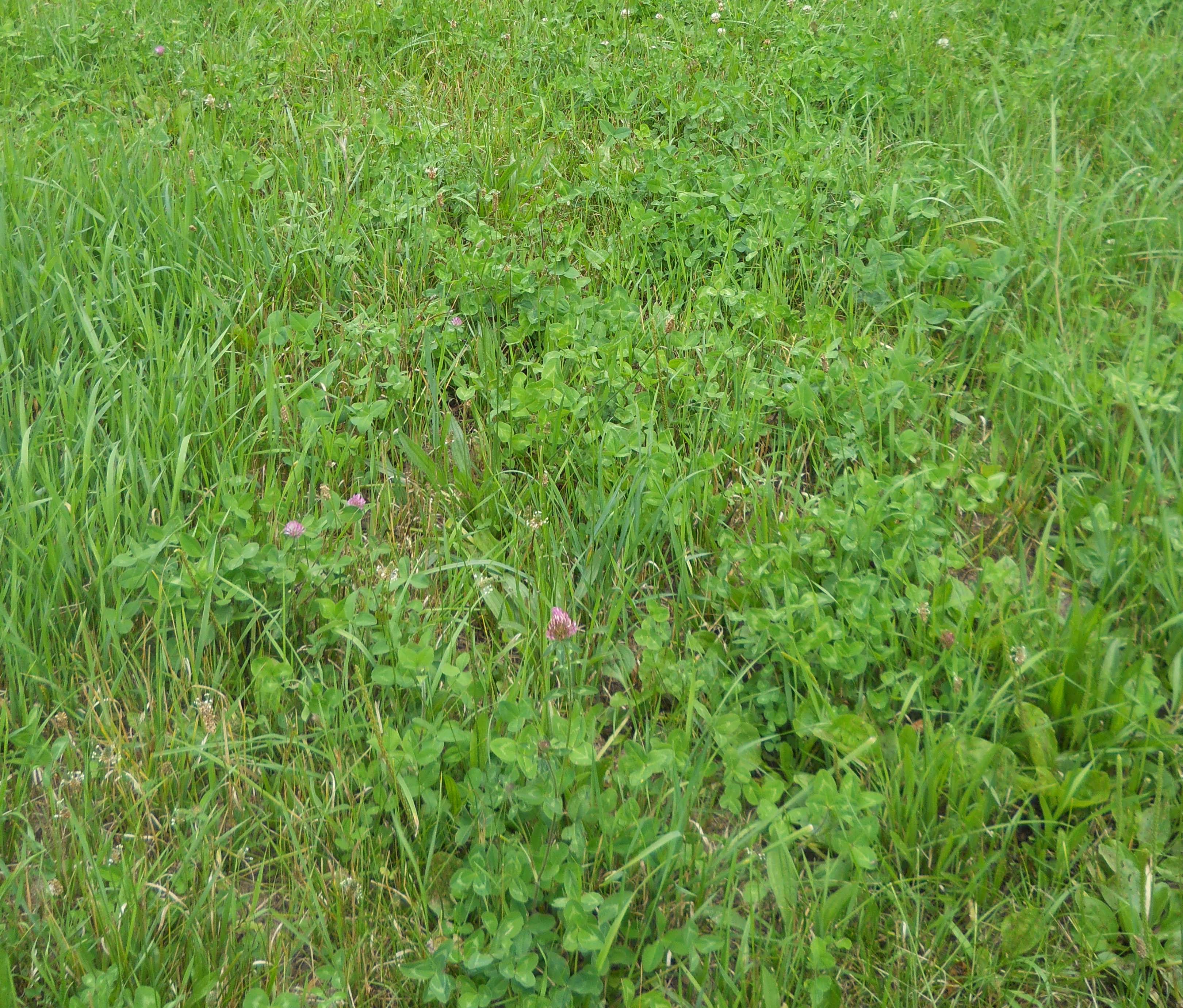 Forage Friday: Timothy Grass – May 8, 2020