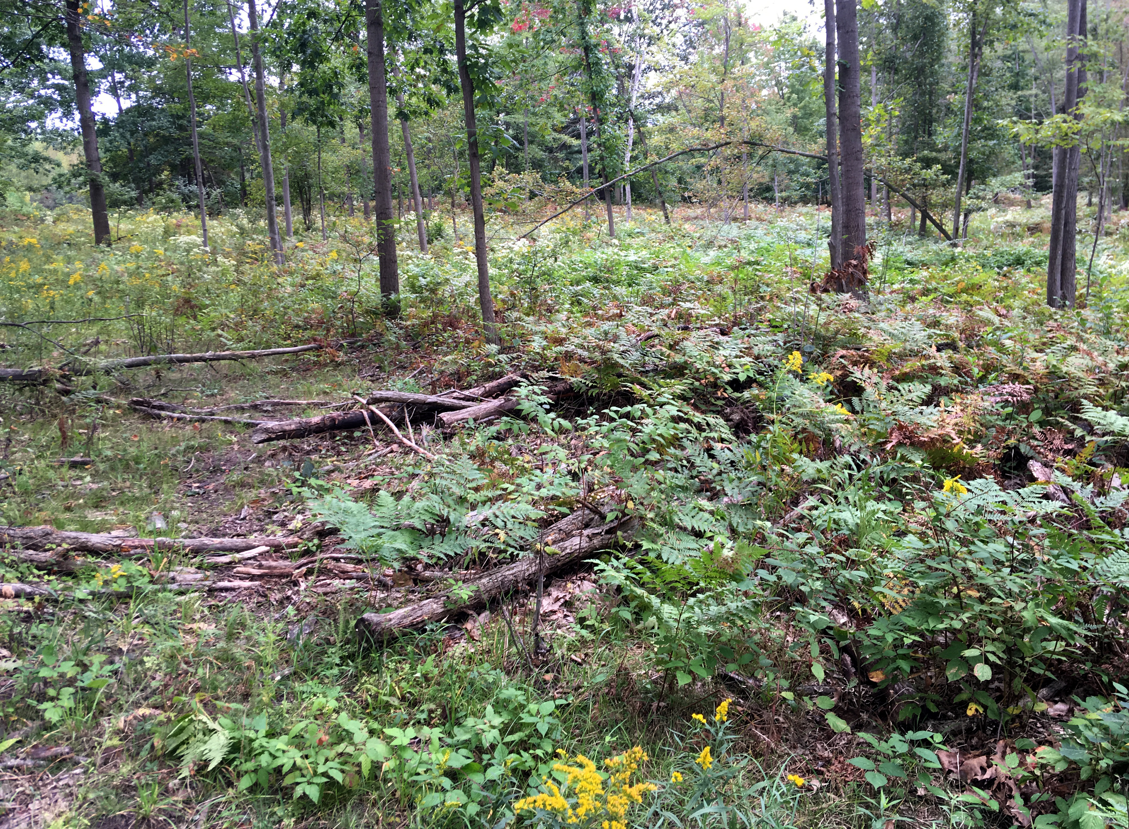 An example of logging slash