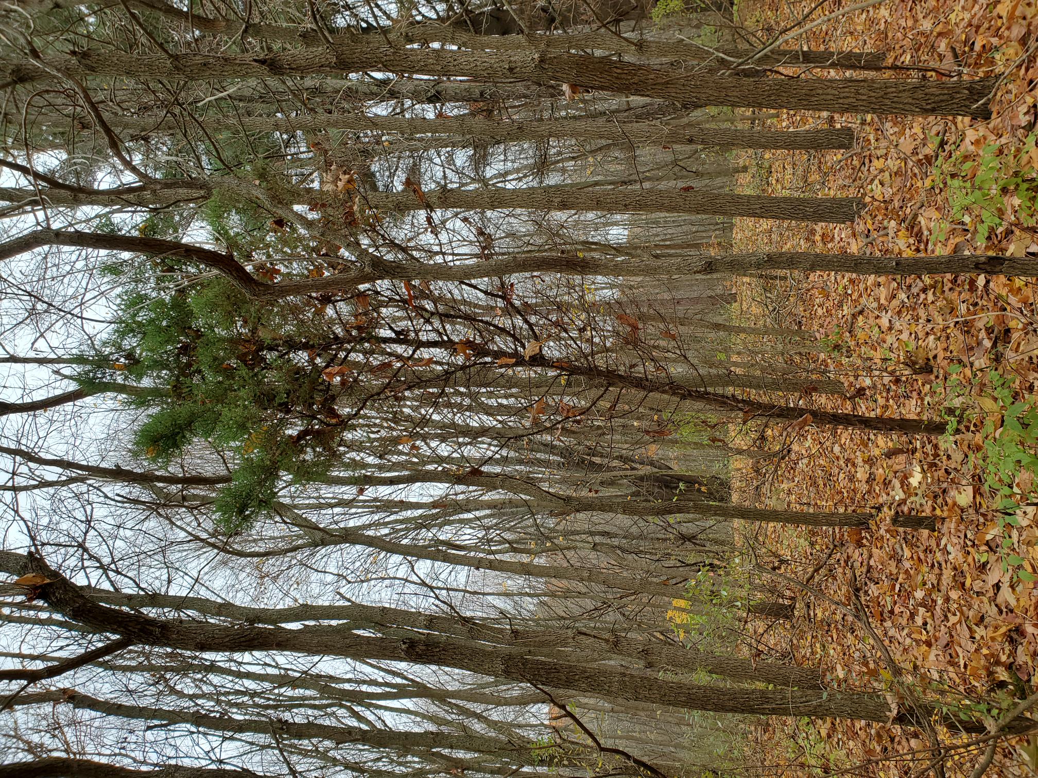 Red cedar tree example in fall woods.