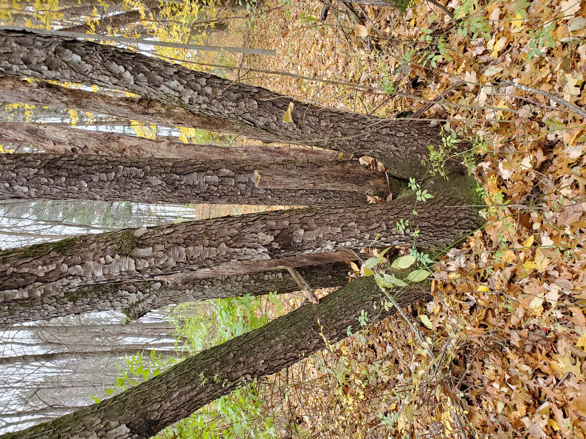 Stump sprout tree example in fall woods.