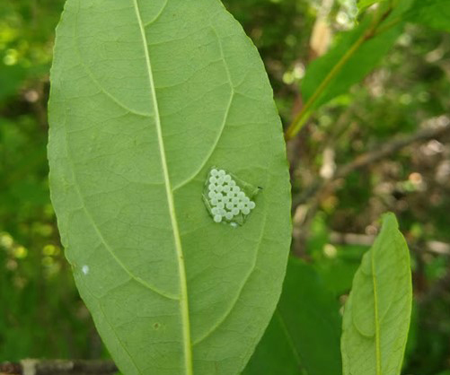 brown marmorated stink bug sentinel egg mass