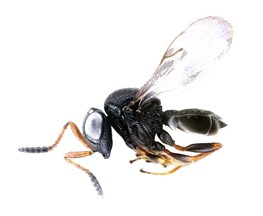 Samuri wasp