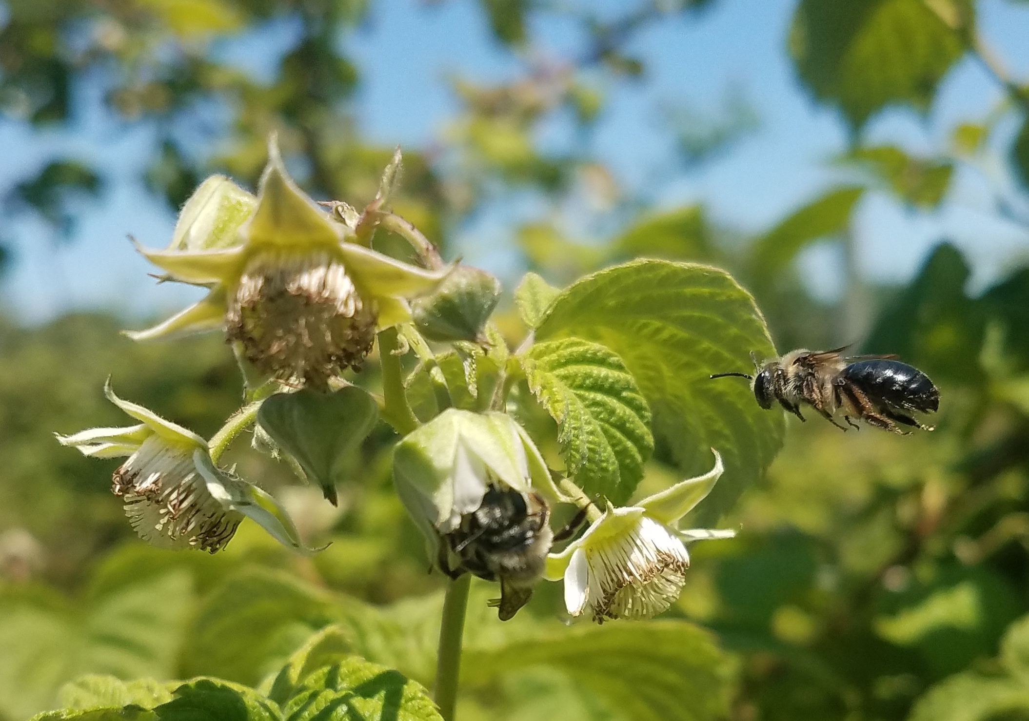 Bee flying near brambles