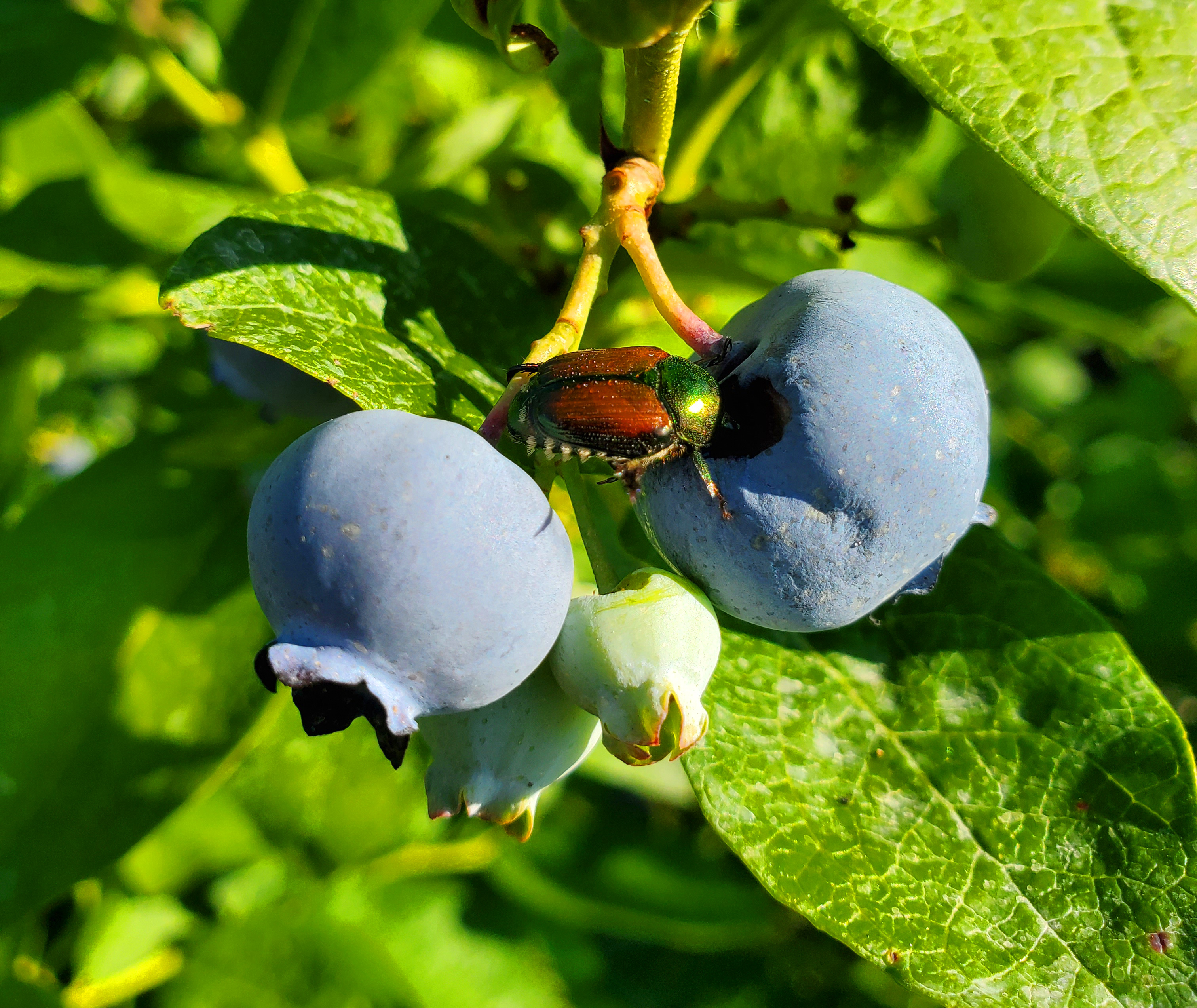 Blueberries