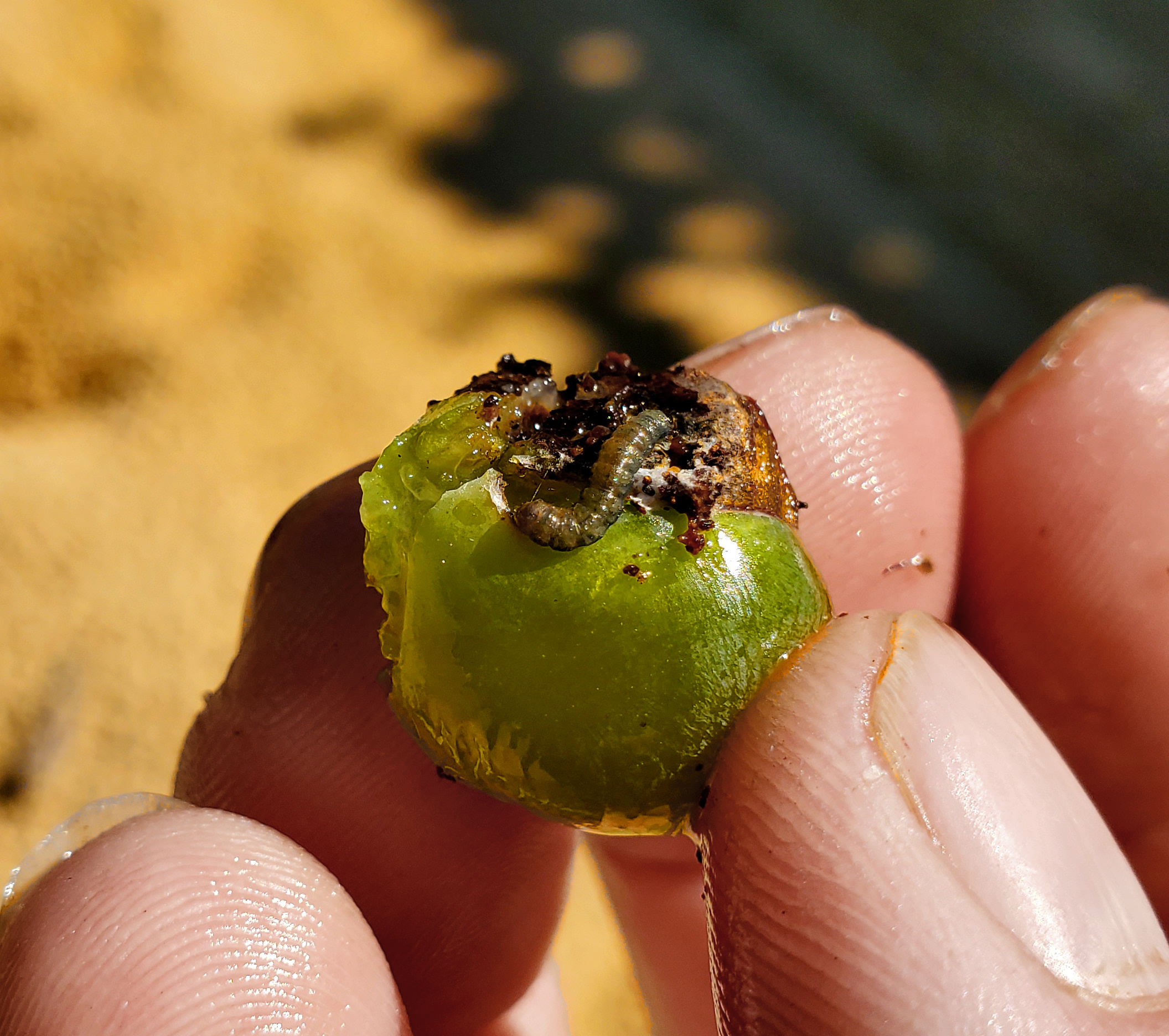 Grape berry moth larva in grape