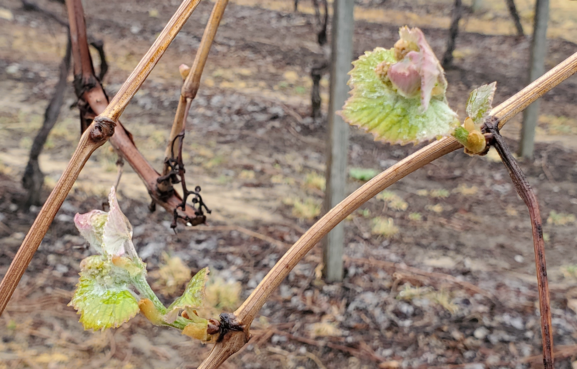 Concord grapes in bud swell stage.