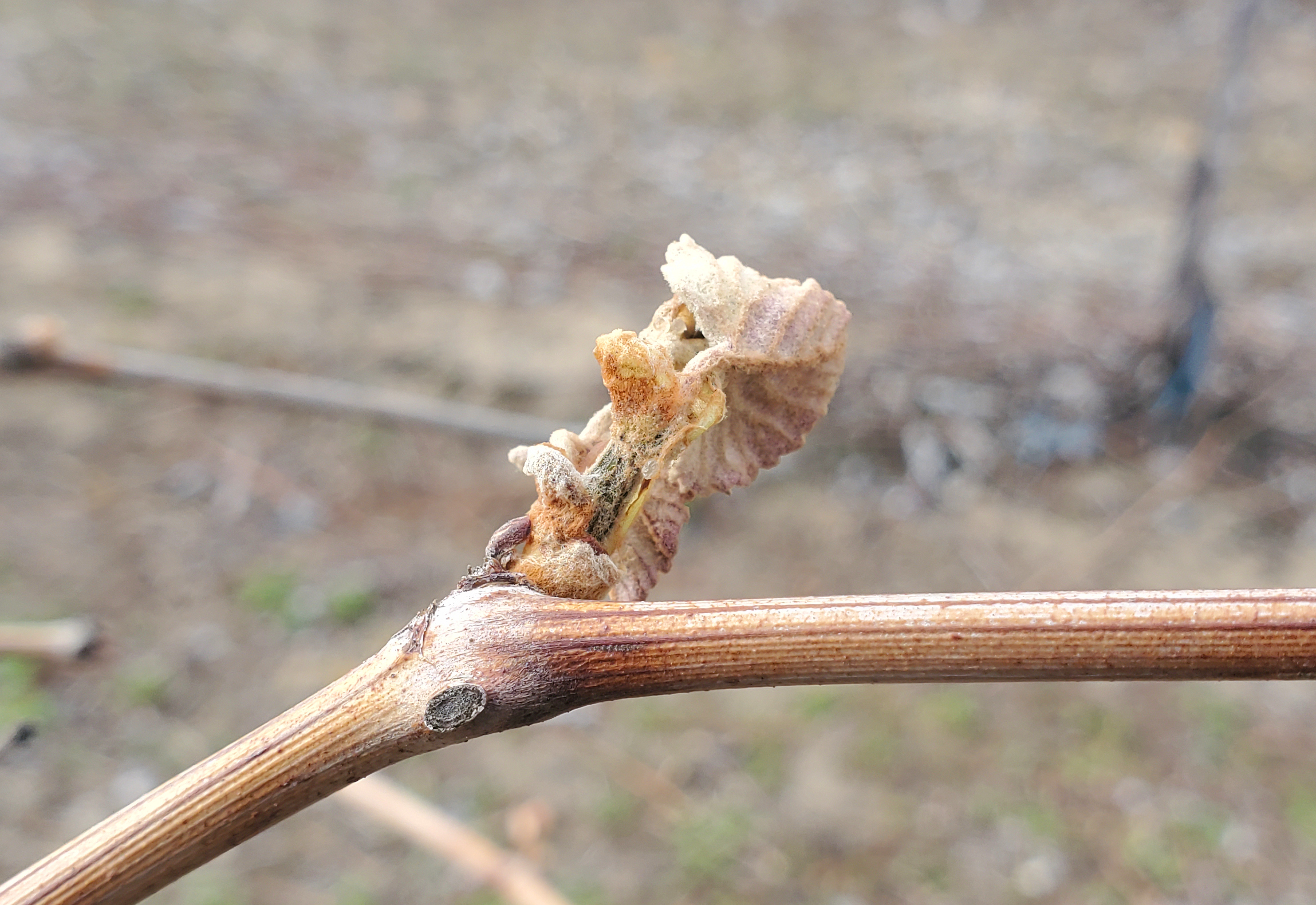 Grape with frost damage.